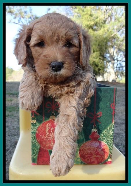 TB pups 7 wks old 51
