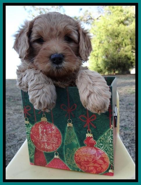 TB pups 7 wks old 61