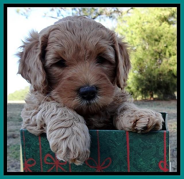 TB pups 7 wks old 81