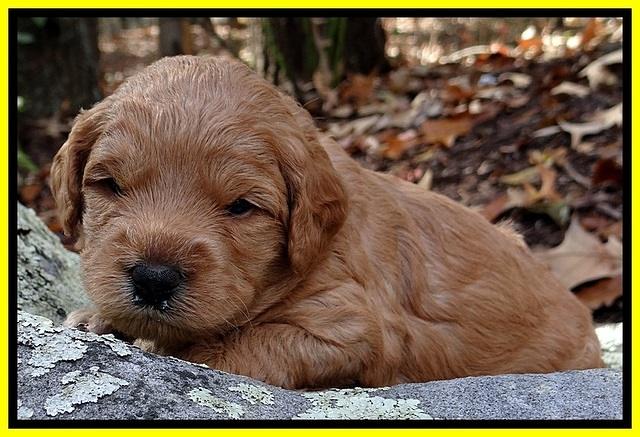 TB pups 3 wks old 341