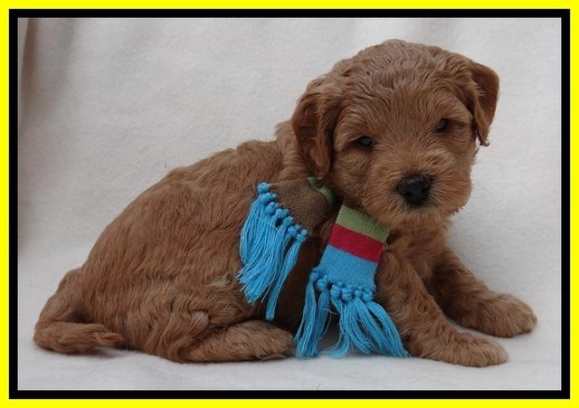 TB pups 4 wks old 101