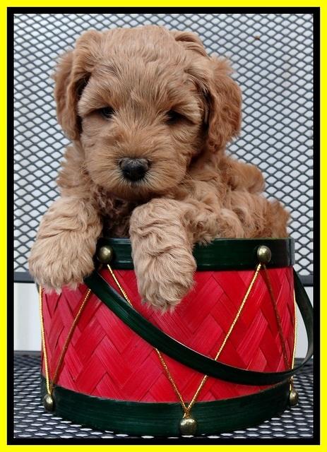 TB pups 5 wks old 101