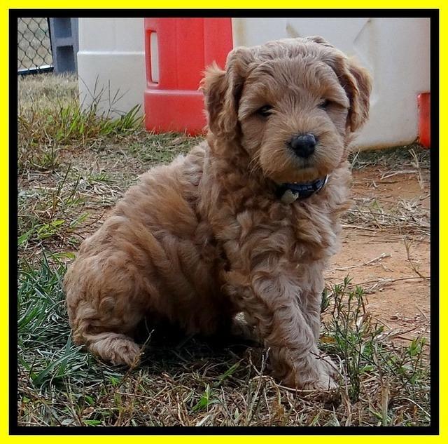 TB pups 5 wks old 81