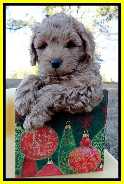 TB pups 7 wks old 101