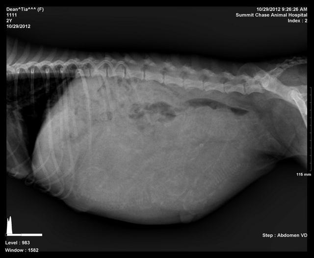 Ti preg xrays 2 10 30 12