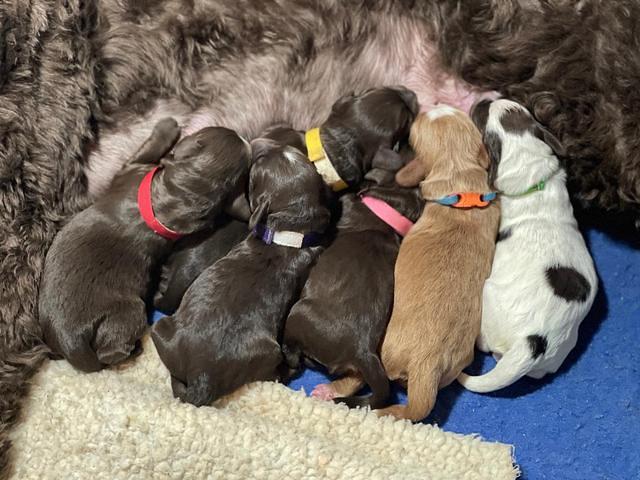 Willow Travler group newborn 41