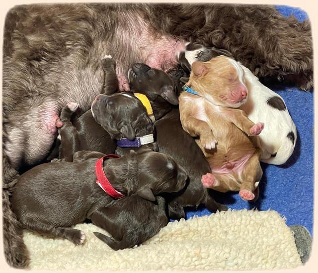 Willow Travler group newborn 51