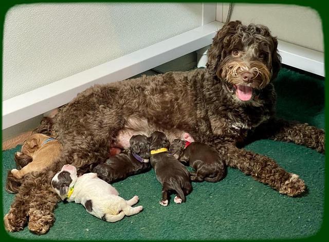 Willow Travler pups 1 week old 101