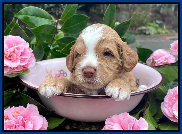 Willow Traveler pups 3 wks old 11