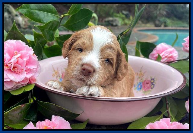 Willow Traveler pups 3 wks old 21