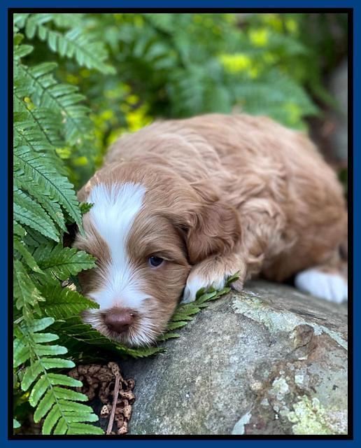 Willow Traveler pups 4 wks old 41