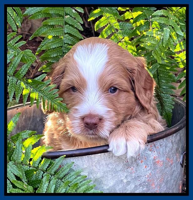 Willow Traveler pups 4 wks old 61