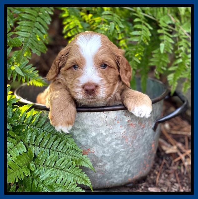 Willow Traveler pups 4 wks old 71