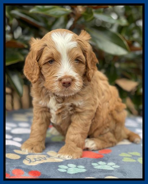Willow Traveler pups 5 wks old 21
