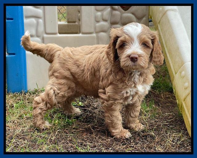 Willow Traveler pups 6 wks old 11