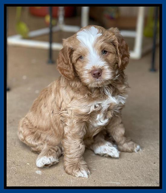 Willow Traveler pups 6 wks old 41