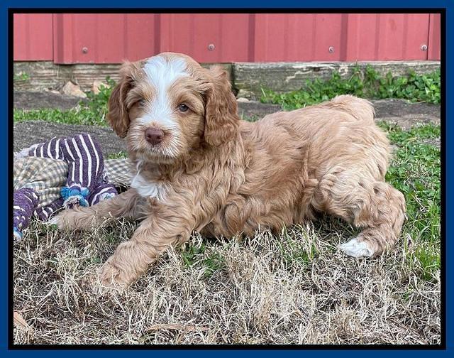Willow Traveler pups 6 wks old 61