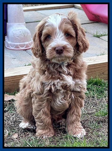 Willow Traveler pups 7 wks old 11