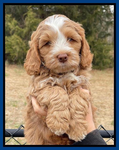 Willow Traveler pups 7 wks old 31