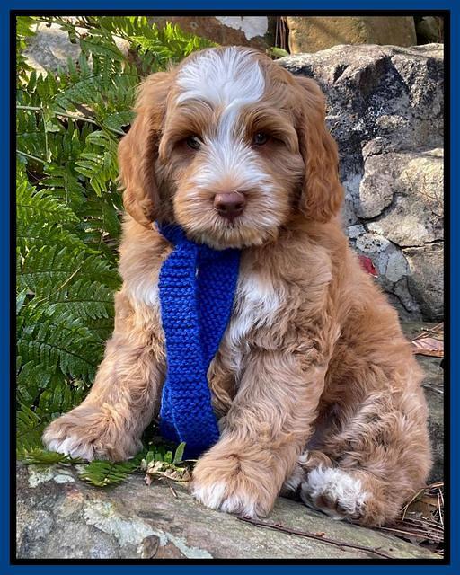 Willow Traveler pups 8 week old 111