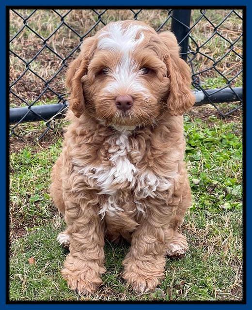 Willow Traveler pups 8 week old 151