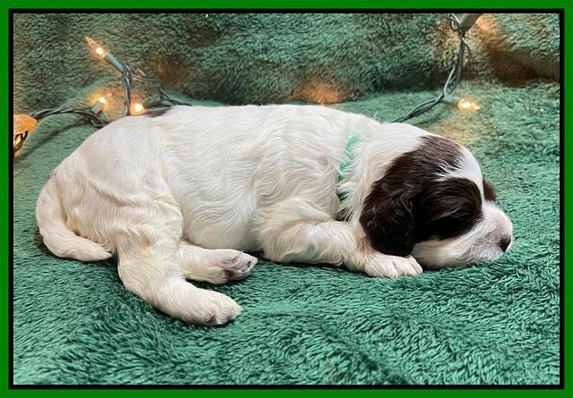 Willow Traveler pups 2 wks old 111