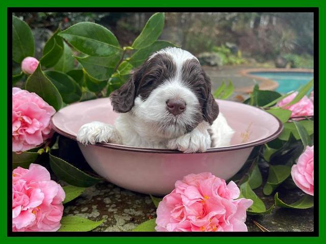 Willow Traveler pups 3 wks old 141