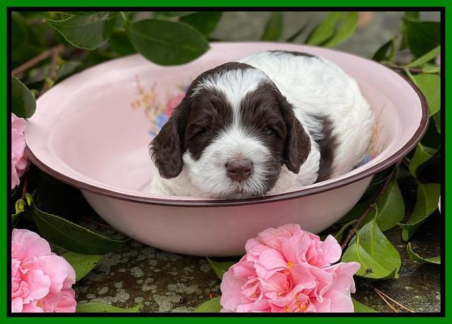 Willow Traveler pups 3 wks old 161