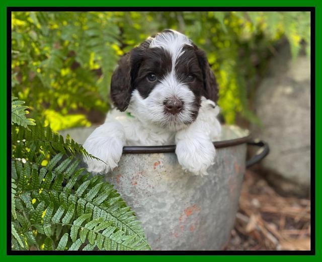 Willow Traveler pups 4 wks old 221