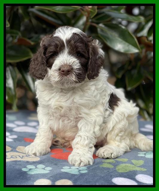Willow Traveler pups 5 wks old 161