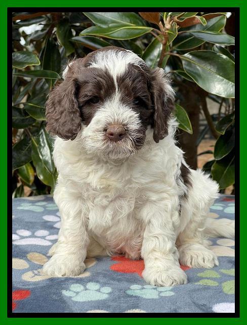 Willow Traveler pups 5 wks old 181