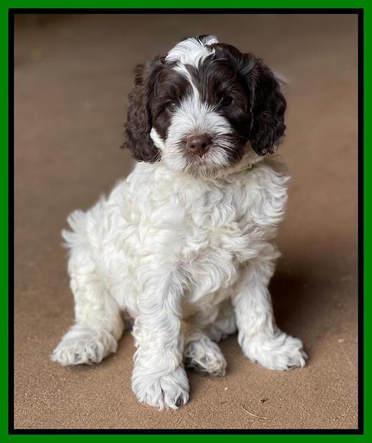 Willow Traveler pups 6 wks old 181