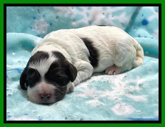 Willow Travler pups 1 week old 61