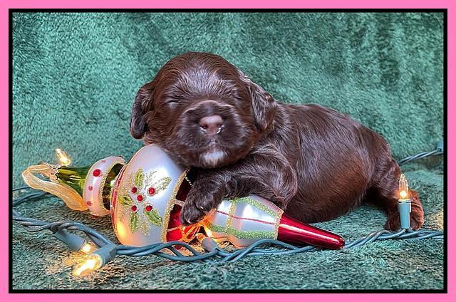 Willow Traveler pups 2 wks old 61