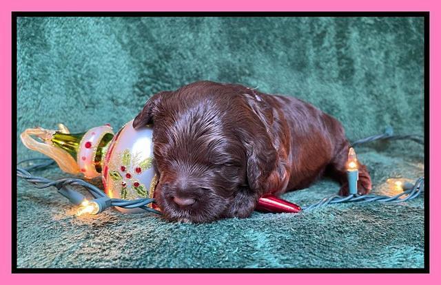 Willow Traveler pups 2 wks old 71