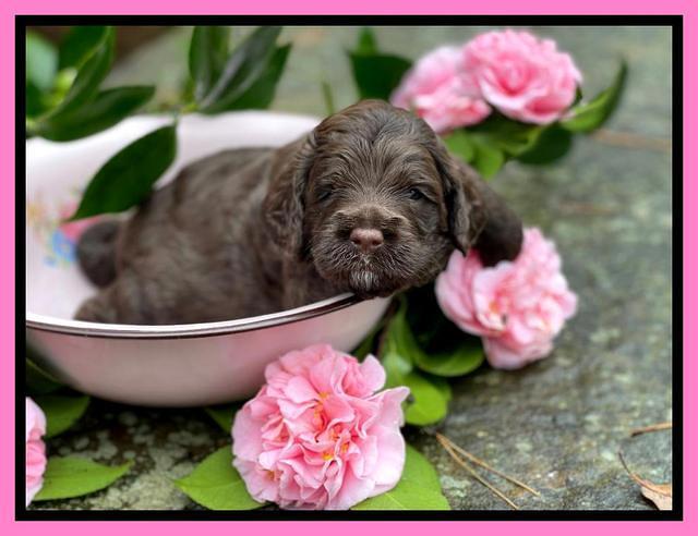 Willow Traveler pups 3 wks old 61