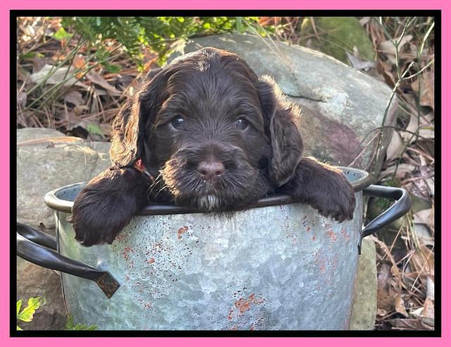 Willow Traveler pups 4 wks old 101