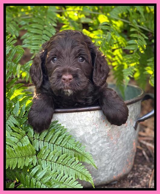 Willow Traveler pups 4 wks old 131