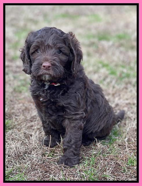 Willow Traveler pups 6 wks old 111