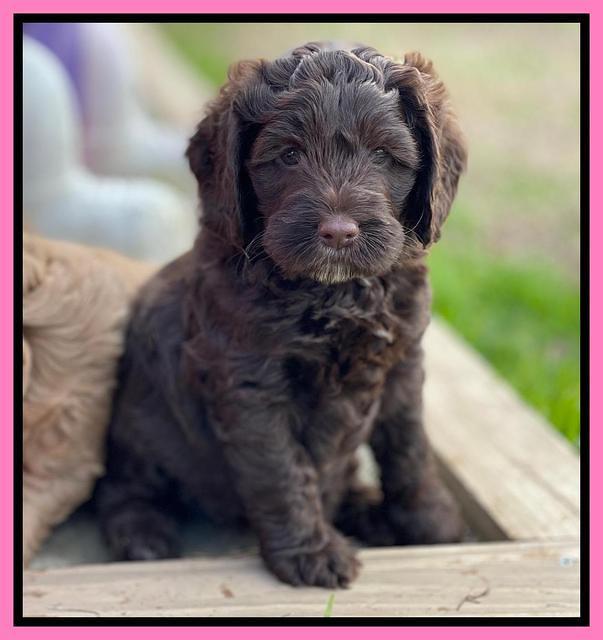 Willow Traveler pups 6 wks old 121