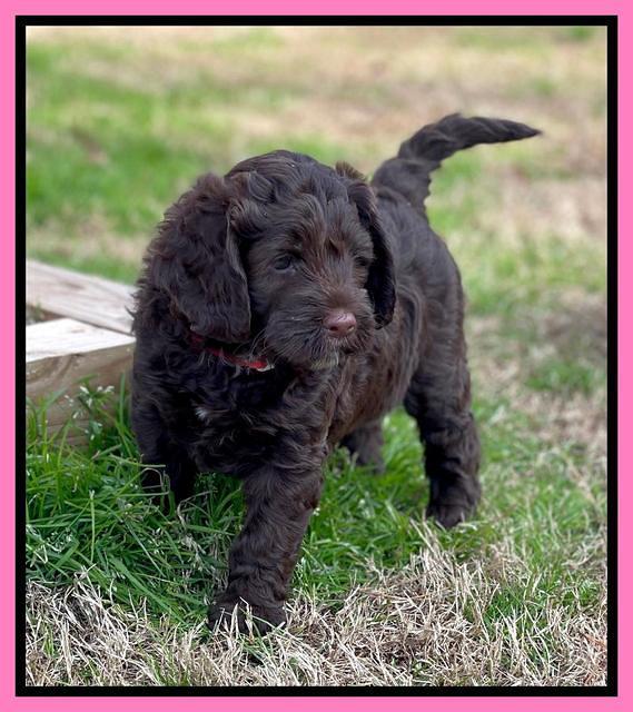 Willow Traveler pups 6 wks old 91