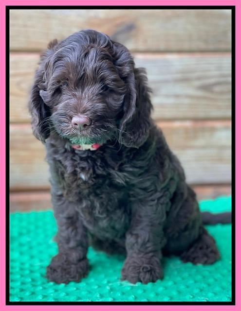 Willow Traveler pups 7 wks old 61