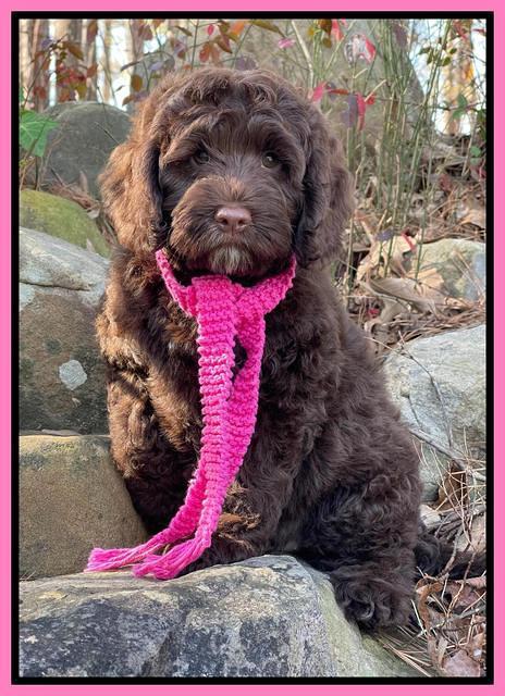 Willow Traveler pups 8 week old 341