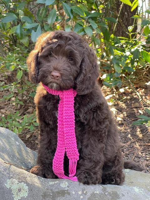 Willow Traveler pups 8 week old 371