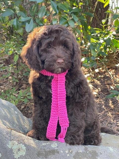 Willow Traveler pups 8 week old 381