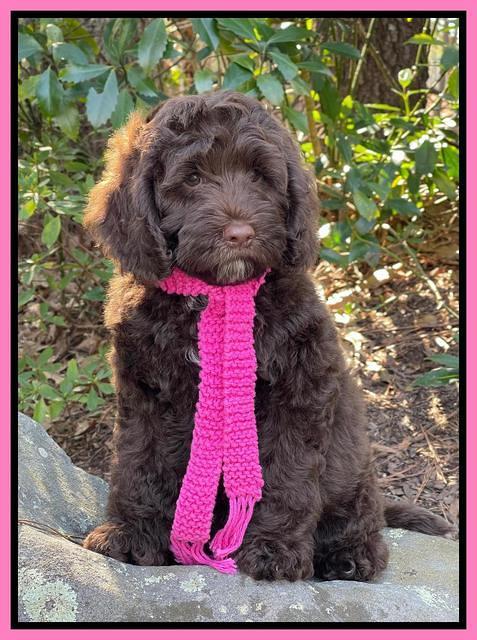 Willow Traveler pups 8 week old 391