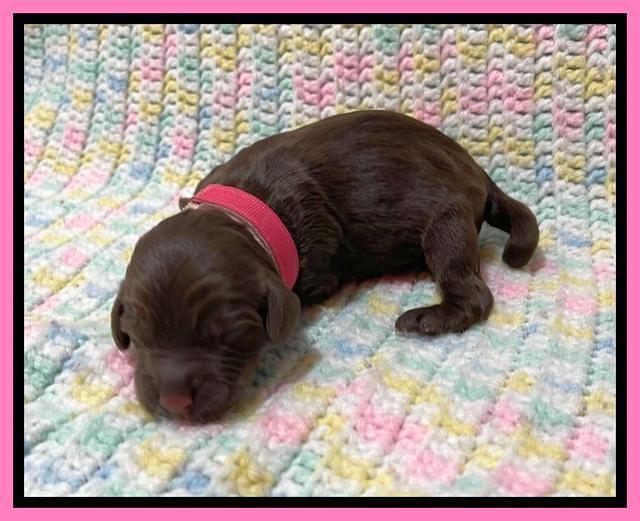 Willow Travler newborn 31