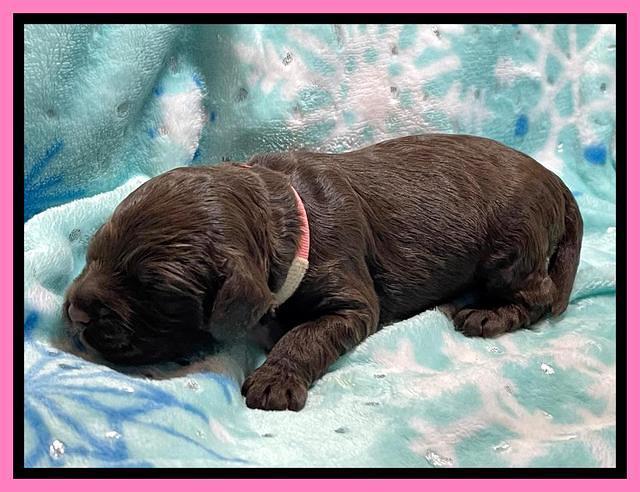 Willow Travler pups 1 week old 21