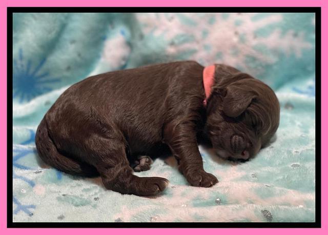 Willow Travler pups 1 week old 31