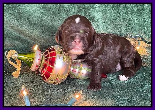 Willow Traveler pups 2 wks old 91